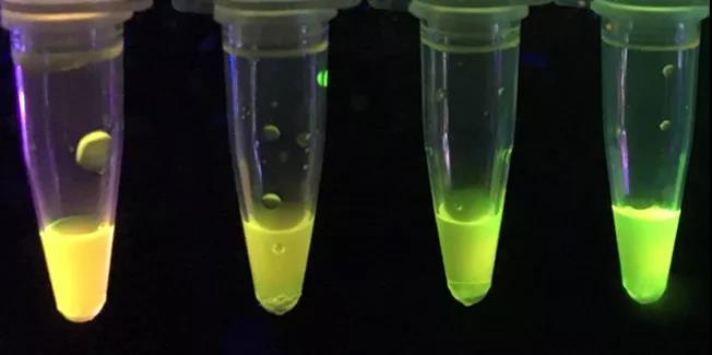 外國化學家開發(fā)新型紙質傳感器,可檢測強效神經(jīng)毒素 外國化學家開發(fā)新型紙質傳感器,可檢測強效神經(jīng)毒素